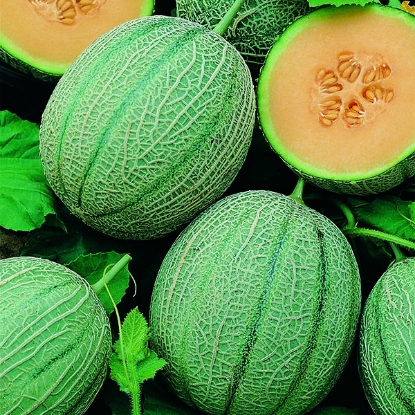 Picture of Melon Blenheim Orange